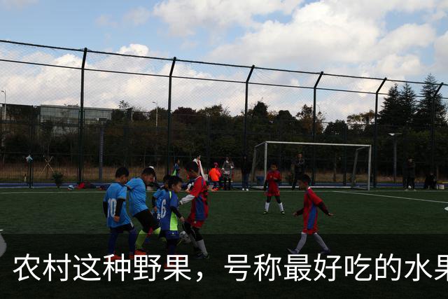 农村这种野果，号称"最好吃的水果"！插土就活，院子种几颗吃不完